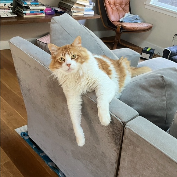 Meet your Posher, Lisa - Picture 1 of 1